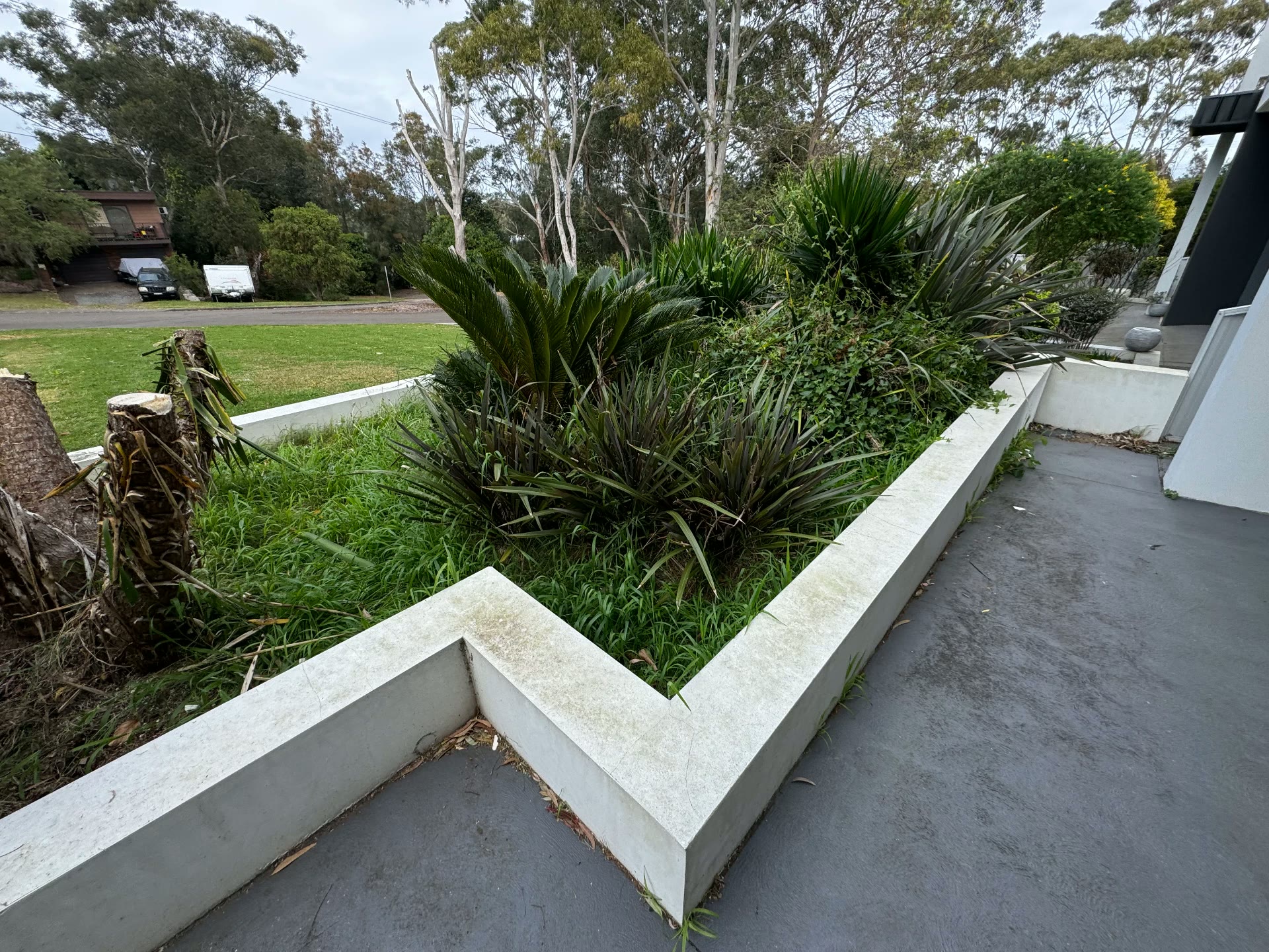Overgrown raised garden bed prepared for a clean-up
