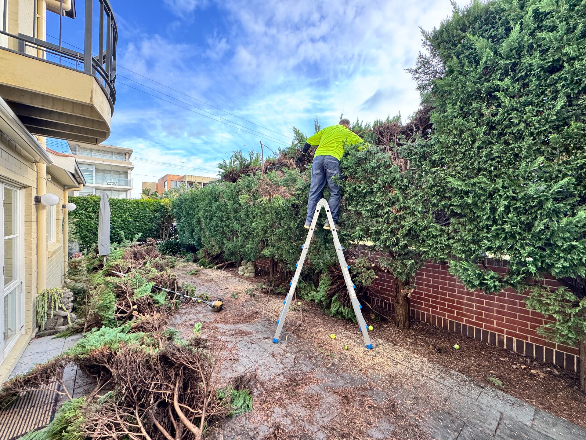 Gardener on a ladder lopping a tall conifer hedge