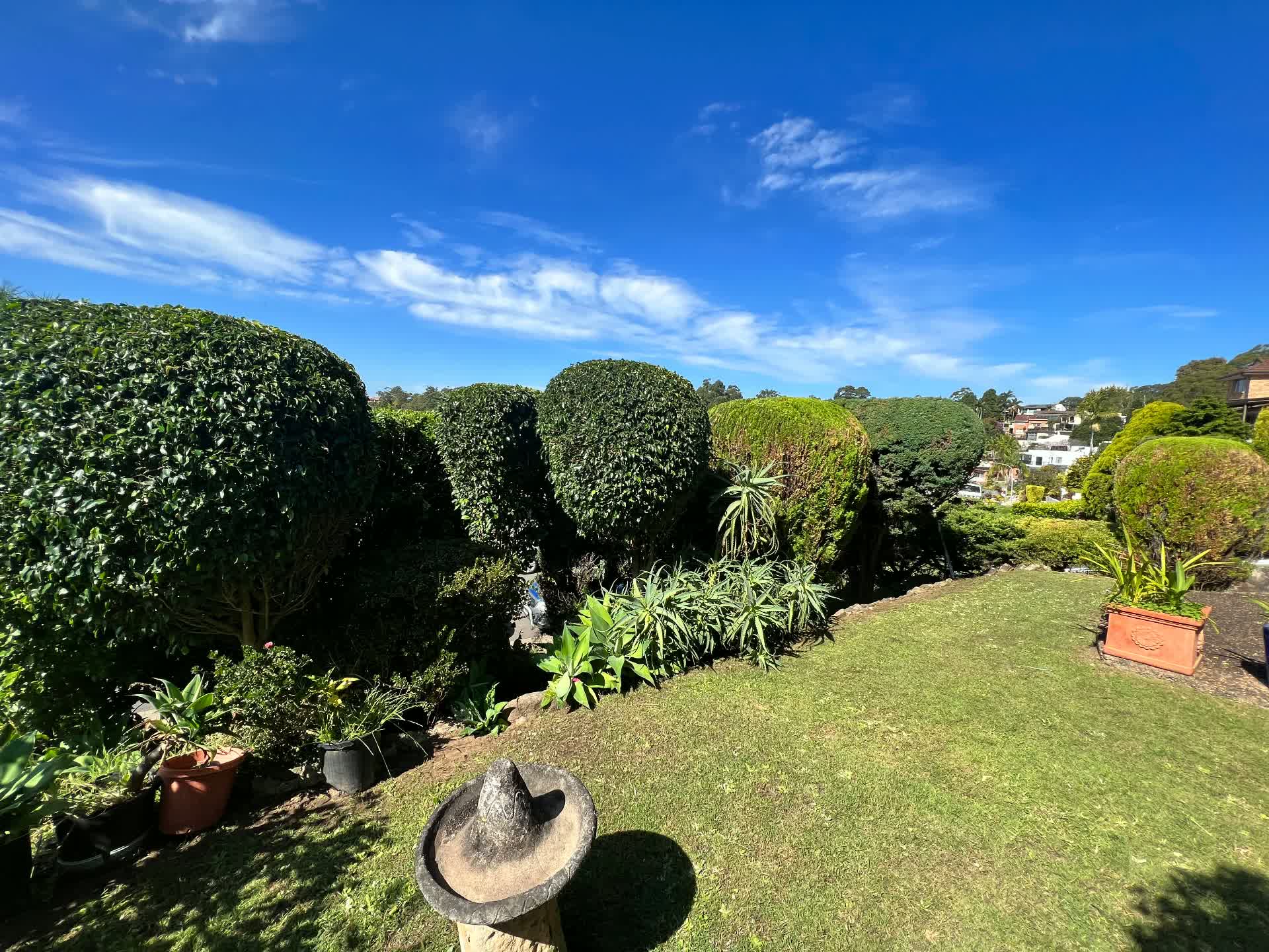 Shaped hedges above a freshly mown lawn